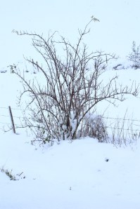 Saint-Martin-Lestra - nov 2013